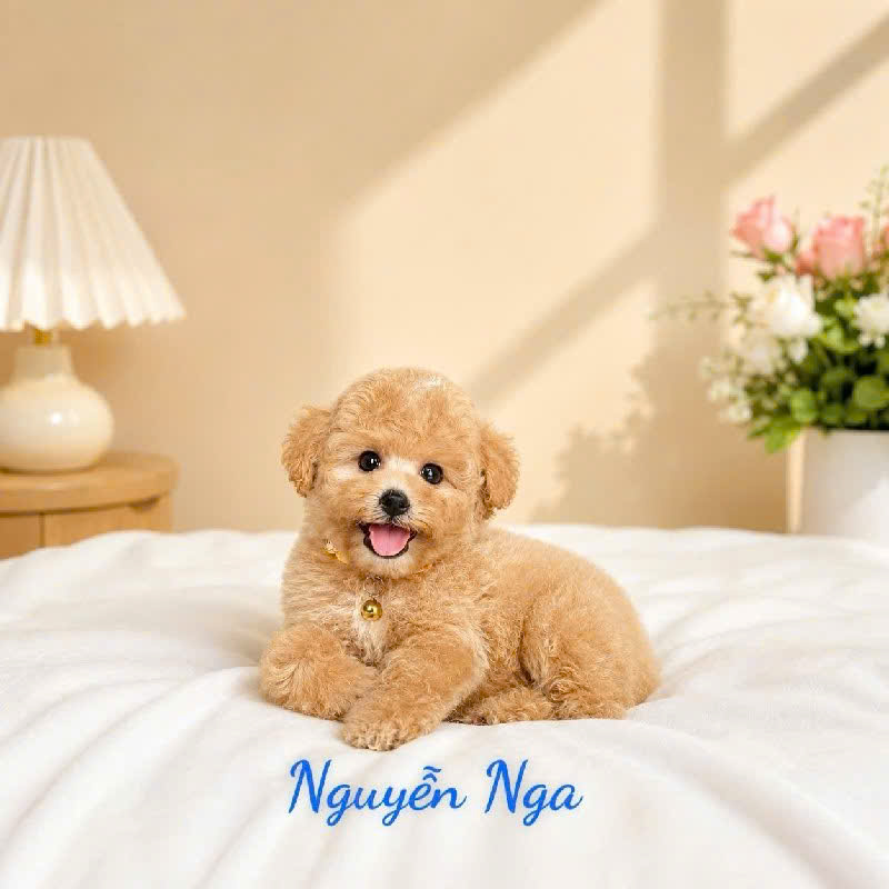 Chó Poodle Mơ - PDM 16909